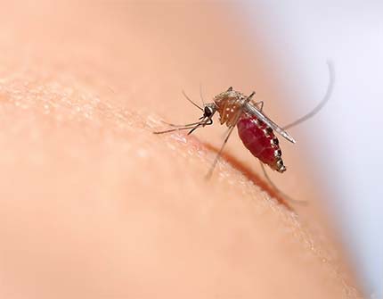 Bekæmpelse af myg