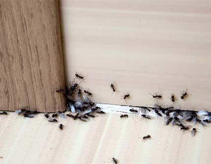 Myrer inden for